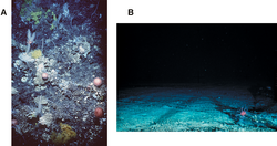 (A) The coral community and seabed on an untrawled seamount. (B) The exposed bedrock of a trawled seamount. Both are 1,000–2,000 metres (3,300–6,600 ft) below the surface.