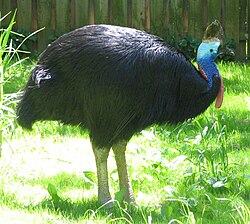 Double-wattled cassowary, (Casuarius casuarius) showing modified remiges
