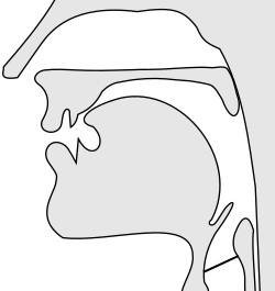 Sagittal section of a voiceless palato-alveolar fricative