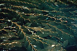 Macrocystis pyrifera – giant kelp – forming the canopy of a kelp forest