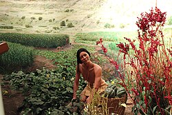 A representation of the domesticated plant species cultivated by Indigenous peoples have influenced the crops that were produced globally.