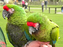 The military macaw on the left is displaying signs of feather-plucking.