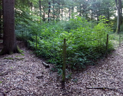 Control fence to assess the impact of browsing by ungulates. Note the lack of natural forest regeneration outside the fencing.