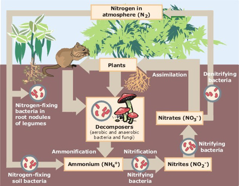Biological nitrogen cycling
