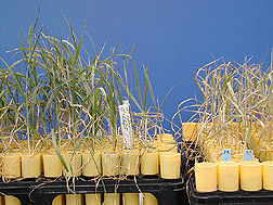 The Yecoro wheat (right) cultivar is sensitive to salinity, plants resulting from a hybrid cross with cultivar W4910 (left) show greater tolerance to high salinity