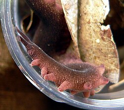 Eoperipatus totoro, a basal member of Peripatidae named after the Catbus in My Neighbor Totoro