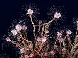 The hydroid Tubularia indivisa, fertile