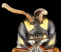 Head of a Nomada-species bee