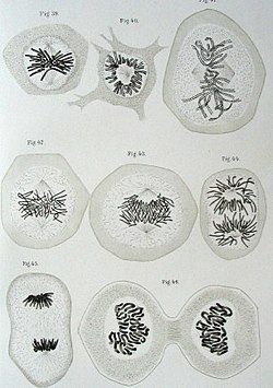 Walther Flemming's 1882 diagram of eukaryotic cell division. Chromosomes are copied, condensed, and organized. Then, as the cell divides, chromosome copies separate into the daughter cells.