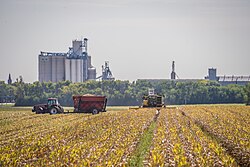 The harvest of seed corn in Iowa