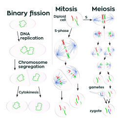 drawing of showing the processes of binary fission, mitosis, and meiosis