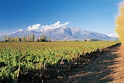 Vineyard in Puente Alto