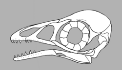 A reconstruction of the skull of Bohaiornis, a bohaiornithid.