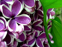 Lilacs showcased in the Lilac Celebration held each May at the Royal Botanical Gardens, Ontario, Canada