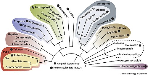 Phylogenomic tree of eukaryotes, as regarded in 2020. Supergroups are in color.