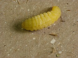 Isodontia larva