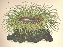Tentacles of Aulactinia veratra catch passing prey and thrust it into the mouth in the middle of the oral disc.