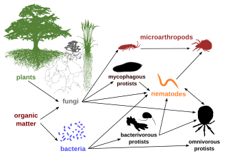 Diagram of the soil food web, taking into account the diverse roles of protists as not just bacterivores, but also mycophages and omnivores.[127] Arrows show the flow of nutrients.