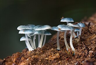 Fungi are the secondary decomposers in most environments, illustrated here Mycena interrupta. Only fungi produce the enzymes necessary to decompose lignin, a chemically complex substance found in wood.