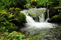 Parts of Western Georgia have a subtropical climate, with frequent rain and plenty of green vegetation.
