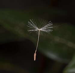 A dandelion seed caught in a spider web strand. Dandelions disperse seeds via wind currents.