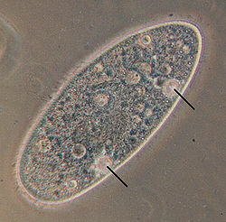 Contractile vacuoles in Paramecium aurelia
