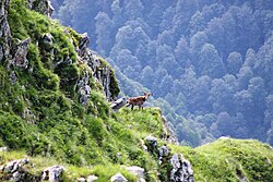 East Caucasian tur on the cliffs of Lagodekhi Protected Areas