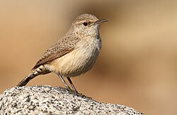 Rock wren (Salpinctes obsoletus)