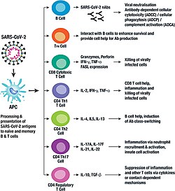 Key components of the adaptive immune response to SARS-CoV-2