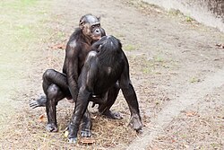 Bonobos mating in a zoo