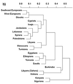 Dendrogram based on mtDNA haplogroup frequencies from Badro et al. 2013.