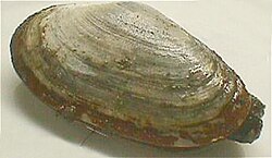 The common softshell was named Myes arenaria in 1758.