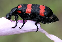 Hycleus sp. (Meloidae) feeding