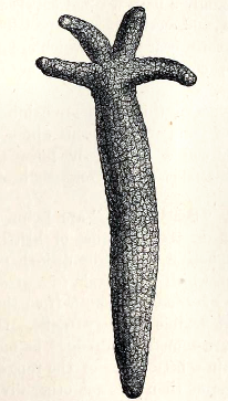 'Comet' form of Linckia
