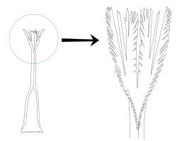 The tongue tip is feathery in many species such as Dicaeum nigrilore[2]