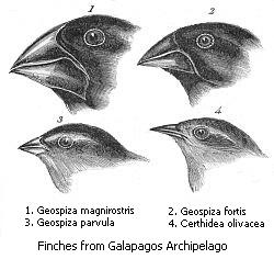 Diversity of Darwin's finches
