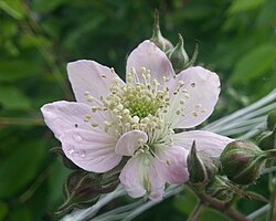 The pale pink blackberry blossom