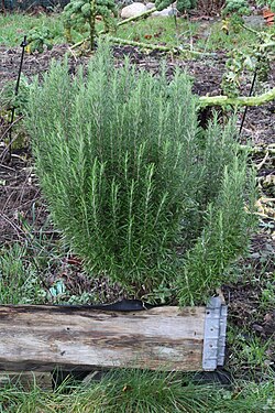 A rosemary plant during winter near Frederikshavn, Denmark