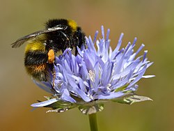 A bumblebee loaded with pollen in its pollen baskets