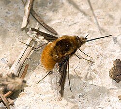 The large bee-fly, Bombylius major, is a Batesian mimic of bees, and a bee parasite, feeding on larvae.