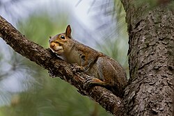 Eastern Gray Squirrel (Sciurus carolinensis) photographed clinging to a branch in an urban area of Cary, North Carolina.