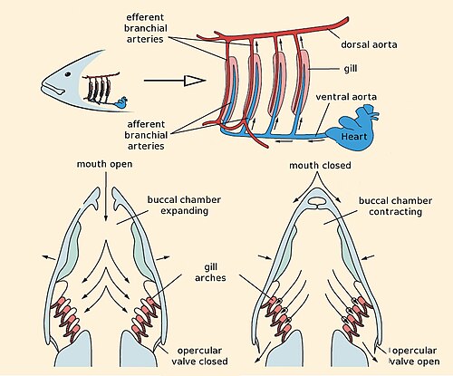The fish heart pumps blood to the gills, where it picks up oxygen. The blood then flows without further pumping to the body, from where it returns to the heart.