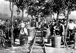 German immigrants harvesting in a vineyard in Mendoza.
