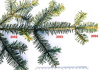 A silver fir shoot showing three successive years of retained leaves