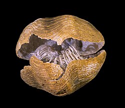 A fossil of Spiriferina rostrata with visible brachidium (lophophore support)
