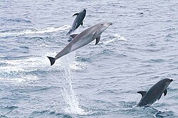 Bottlenose dolphins jumping offshore of the islands