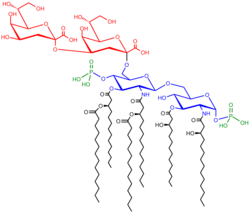 Structure of the saccharolipid Kdo2-lipid A.[52] Glucosamine residues in blue, Kdo residues in red, acyl chains in black and phosphate groups in green.