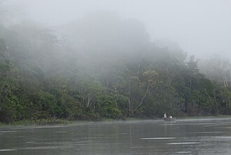 Amazon rainforest near Iquitos, Peru.