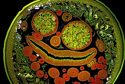 Cross-section of female Ascaris. The large circles filled with small green circles are the uterus and eggs. The long narrow feature is the digestive tract. The smaller red and orange circles are the ovaries and oviducts. The cluster of green and black blobs in the upper right and lower left are the nerve cords (ventral and dorsal). Surrounding the internal organs are the frilly green longitudinal muscles, the dark hypodermis, and the green outer cuticle.