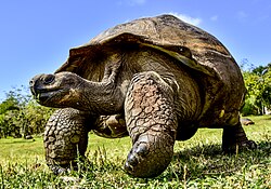 Western Santa Cruz tortoise in the Galápagos Islands
